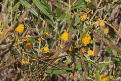 Acacia ligulata