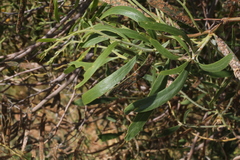 Acacia ligulata