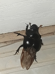 Dichotomius colonicus