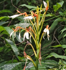 Hedychium spicatum