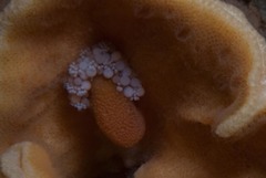 Candelabrum capensis