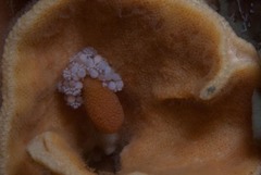 Candelabrum capensis