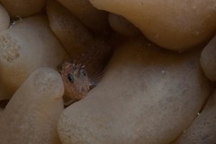 Chalaroderma ocellata