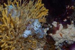 Leminda millecra