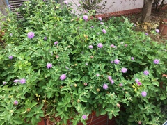 Centratherum punctatum