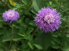 Centratherum punctatum