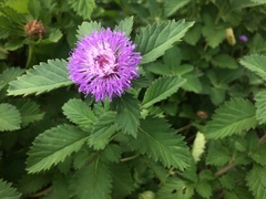 Centratherum punctatum