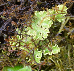 Crocodia