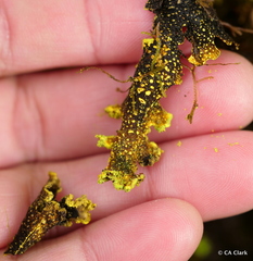 Crocodia