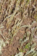 Gnaphalium diamantinense