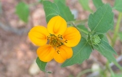 Sclerocarpus divaricatus