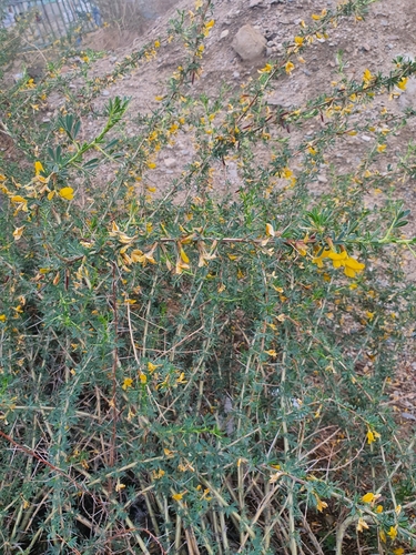 Caragana spinosa, photograph 5