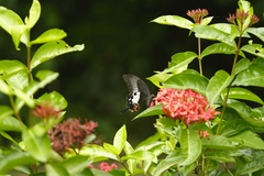 Papilio iswara