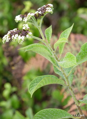 Tournefortia pubescens
