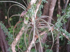 Tillandsia exserta