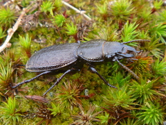 Mecodema sculpturatum
