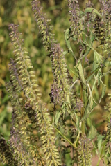 Basilicum polystachyon