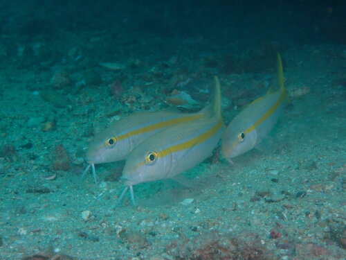 Goatfish (Mulloidichthys dentatus) — Mullidae — 3