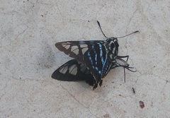 Phocides belus
