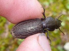 Mecodema sculpturatum