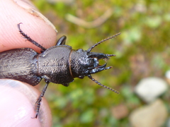 Mecodema sculpturatum