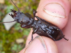 Mecodema sculpturatum