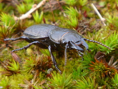 Mecodema sculpturatum