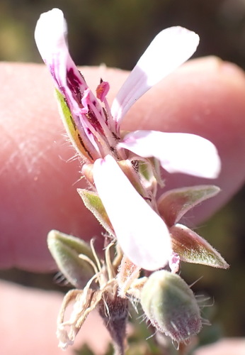 Southernwood-leaved pel (Pelargonium abrotanifolium)