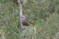 Trochalopteron elliotii