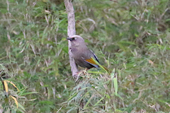 Trochalopteron elliotii