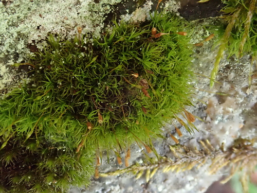 Cynodontium polycarpon observed 2025-06-09