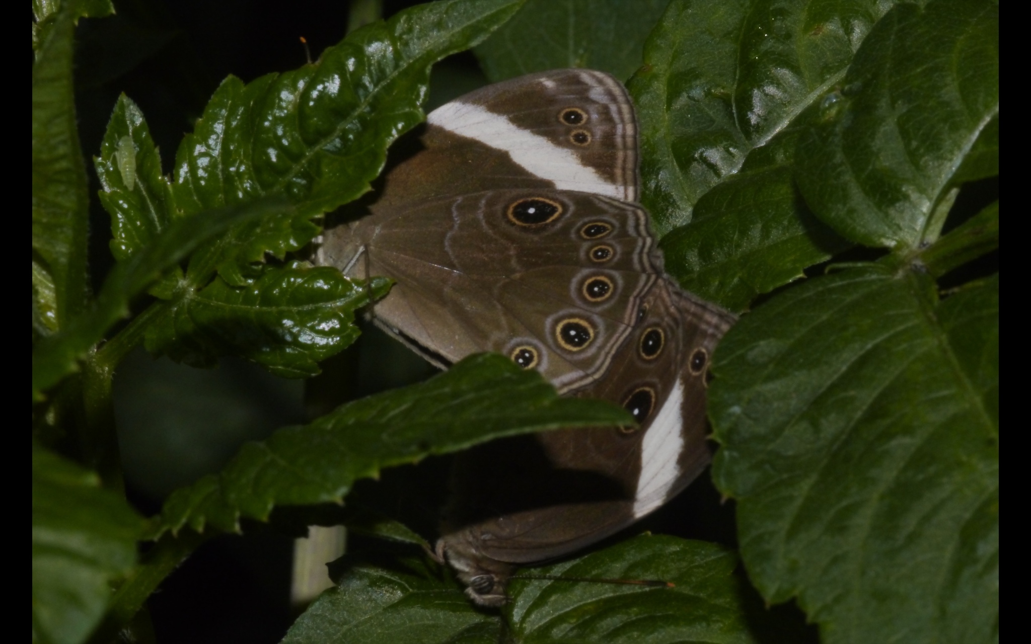 Straight-Banded Treebrown