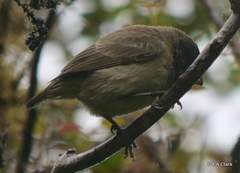 Platyspiza crassirostris