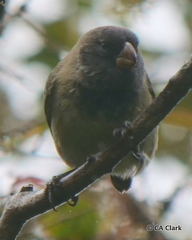 Platyspiza crassirostris