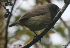 Platyspiza crassirostris