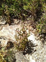 Swertia macrosperma