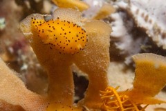 Crimora lutea