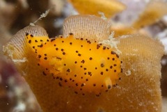 Crimora lutea