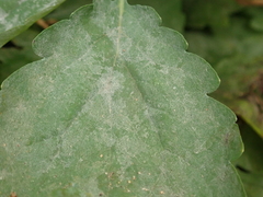 Erysiphe macleayae