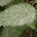 Nettle Powdery Mildew - Photo (c) Alexis, some rights reserved (CC BY), uploaded by Alexis