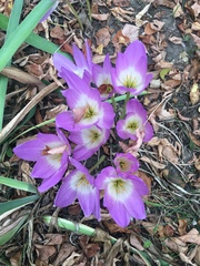 Colchicum speciosum