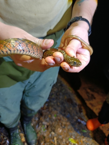 Yellow-spotted Keelback