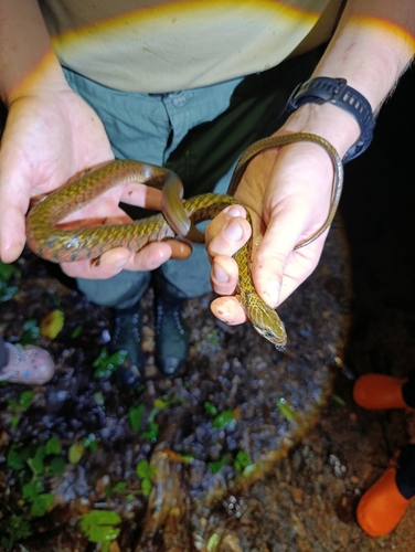 Yellow-spotted Keelback