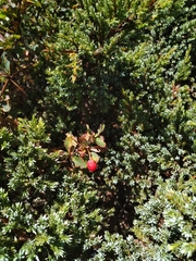 Berberis morrisonensis