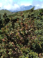 Berberis morrisonensis