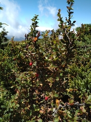 Berberis morrisonensis