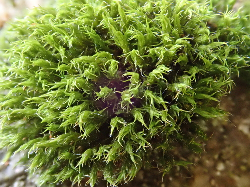 Hartman's Grimmia (Grimmia hartmanii)