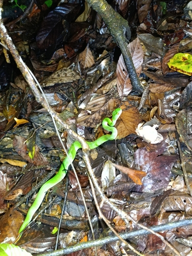 Ruby-eyed Green Pitviper