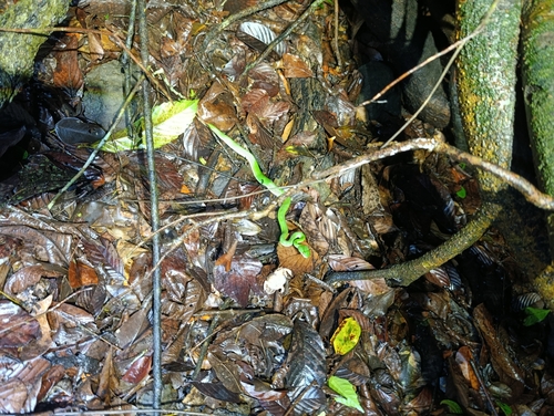 Ruby-eyed Green Pitviper