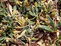 Petrophytum caespitosum